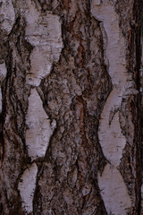 Fototapeta na wymiar birch bark texture. White wood background. Tree close up. Nature backdrop. Wallpaper. 