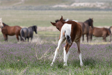 Plakat Cute Wild Horse Foal in the Utah Desert