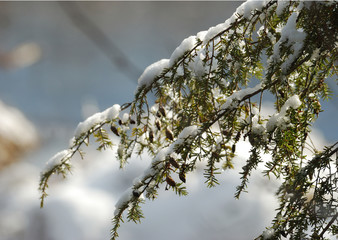 Snow on evergreen tree branch