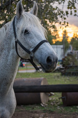 Caballo 15