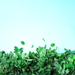 Fresh peppermint leaves on trendy green background. Top view. Copy space. Bunch of mint herbs © jchizhe