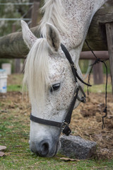 Caballo 23