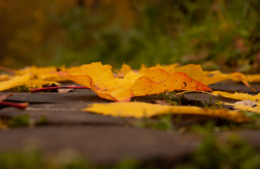 Bright maple and hawthorn leaves on the wooden-tiled walkway.Close up.