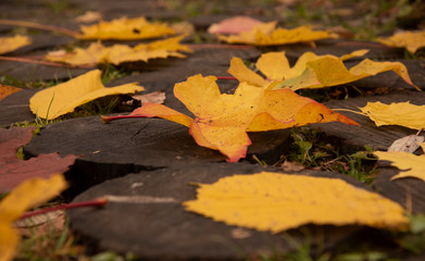 Bright maple and hawthorn leaves on the wooden-tiled walkway.Close up.