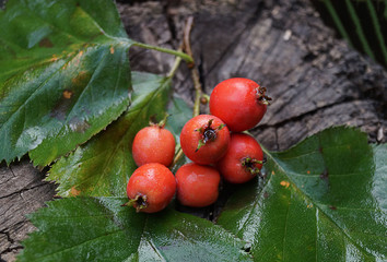 A rowan branch lies on a stump. Red large rowan berry. Autumn nature. Close-up. Beautiful autumn background. Late fall.