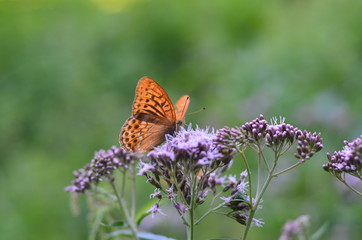 butterfly on flower