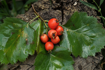 A rowan branch lies on a stump. Red large rowan berry. Autumn nature. Close-up. Beautiful autumn background. Late fall.