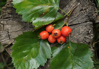 A rowan branch lies on a stump. Red large rowan berry. Autumn nature. Close-up. Beautiful autumn background. Late fall.