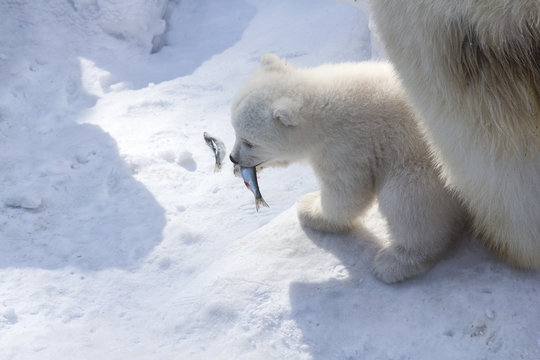 A polar bear mom teaches the baby how to fish. Polar bear cub eats fresh fish.