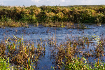 Narwiański Park Narodowy, Bokiny, Podlasie, Polska © podlaski49