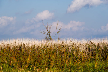 Narwiański Park Narodowy, Bokiny, Podlasie, Polska © podlaski49