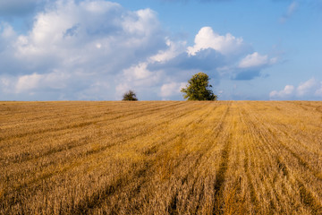 Narwiański Park Narodowy, Bokiny, Podlasie, Polska © podlaski49