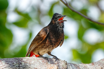 Red-vented bulbul (Pycnonotus cafer) sitting on a tree
