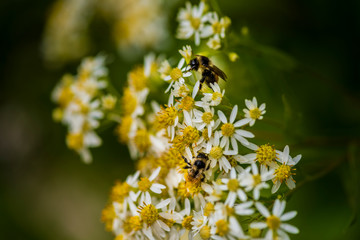 Honey Bees on Parasol Whitetop Wildflowers