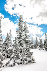 Winter mountain landscape. Spruce taiga and tree branches covered in snow against a blue sky.
