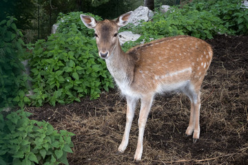 Fallow Deer (Dama dama) at Monte Poieto in Italy