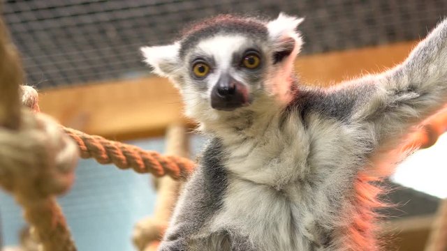 Ring-tailed lemur Sits on a branch and looks. Lemur tropical animal