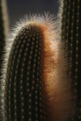 cactus, thorns and flowers