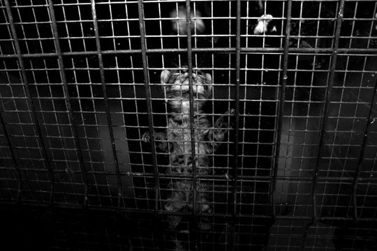 a helpless poor kitten in the shelter