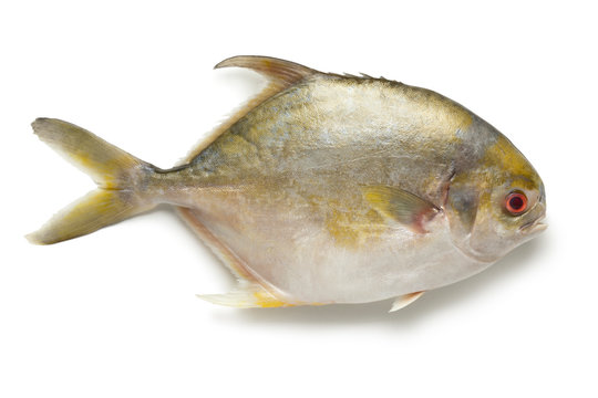 Single fresh raw golden pomfret fish