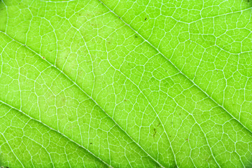 Obraz na płótnie Canvas Closeup texture of a green leaf of a tree