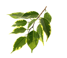 Ficus branch with green leaves isolated on white background