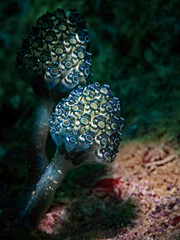 Stalked Green Ascidian, Pilz-Seescheide (Nephteis fascicularis)