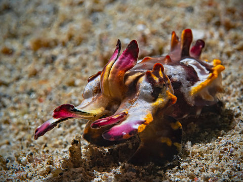 Pfeffer`s Flamboyant Cuttlefish, Flammende Sepia (Metasepia pfefferi)
