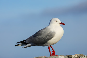 Red-billed gull on the coast of Kaikoura peninsula, South Island, New Zealand