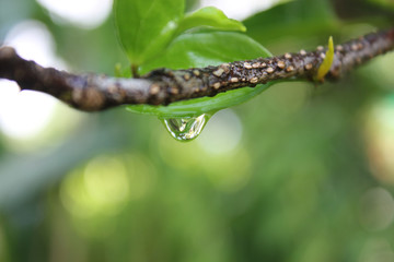 Water droplets at green leaf and branch with​ green​ background​ in​ rainy​ day.