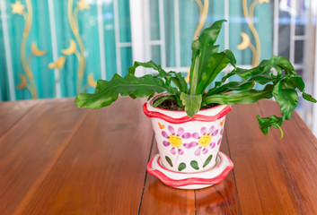 Ceramic pot plants beautiful on a wooden the table