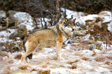 Naklejka na ściany i meble Magnificent wolf standing in the forest in early winter