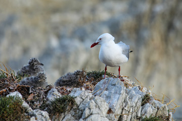 Red-billed gull with small chicks