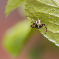 Misumena vatia - male