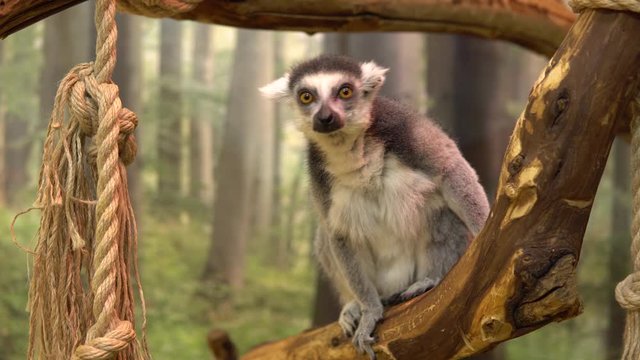 Ring-tailed lemur Sits on a branch and looks. Lemur tropical animal