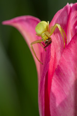 Misumena vatia - Day 4
