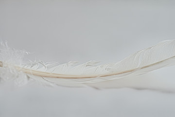 Feather image on a white background with free space