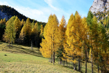 autumn landscape with trees and blue sky