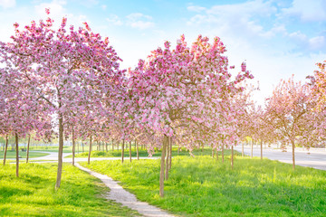 Beautiful cherry blossoms background. Romantic walkway under the blossoming sakura trees