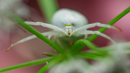 Goldenrod Crab Spider (Misumena vatia) - female