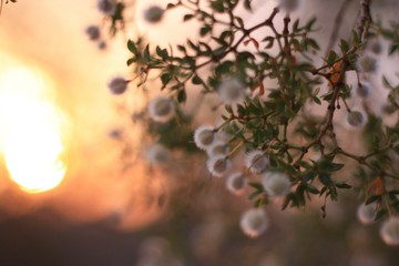 tree in blossom