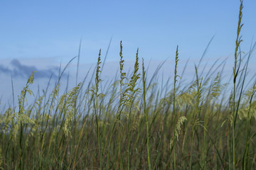 Beach grasses