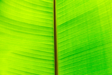 Green leaf surface close up texture background image