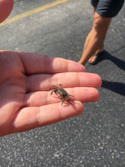 Obraz premium Beach Crab