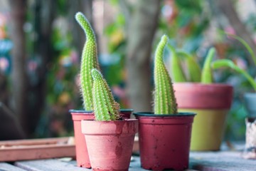 cacti in pot