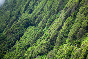 Poco da ribeira do ferreiro closeup, Flores, Azores, Portugal