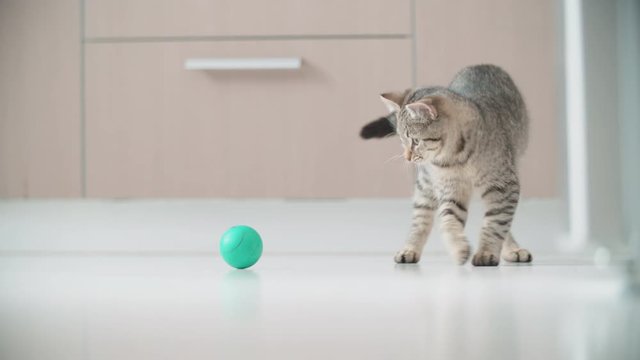 Energetic little kitten playing with a green ball 4K. Long shot slow motion tracking a small cat around the apartment playing with small ball.