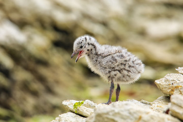 Chick of Red-billed gull standing on rocks, Kaikoura peninsula, South Island, New Zealand