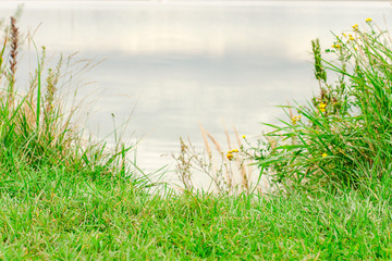 Green grass and bushes on the shore. View of the lake from the shore. Background and copy space.