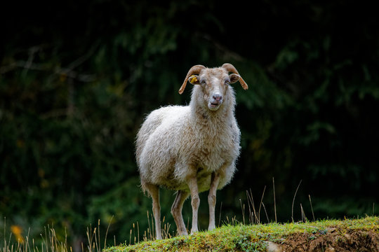 Merino Schafbock selling